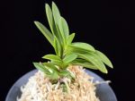 부용 芙蓉 Buyong