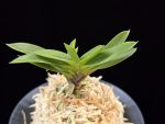 부용 芙蓉 Buyong