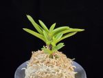 부용 芙蓉 Buyong