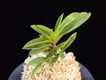 부용 芙蓉 Buyong