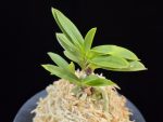 부용 芙蓉 Buyong