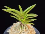 부용 芙蓉 Buyong