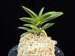 부용 芙蓉 Buyong