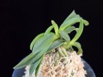 대황해 大黃海 Daehwanghae (Onamiseikai kibana)