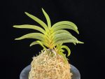 변천 弁天 Benten