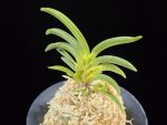 변천 弁天 Benten