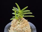 성관 聖冠  Seonggwan
