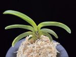 동해복륜 東海復輪 Tokai Fukurin