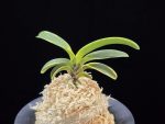 동해복륜 東海復輪 Tokai Fukurin