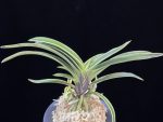 수백 琇白 Subaek