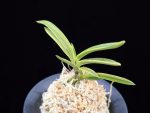 능직 綾織 Ayaori(Neungjik)