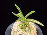 청로송 靑鷺松 Cheongrosong