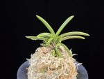 청로송 靑鷺松 Cheongrosong