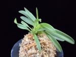 영충 鈴虫 Suzumushi