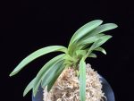 영충 鈴虫 Suzumushi