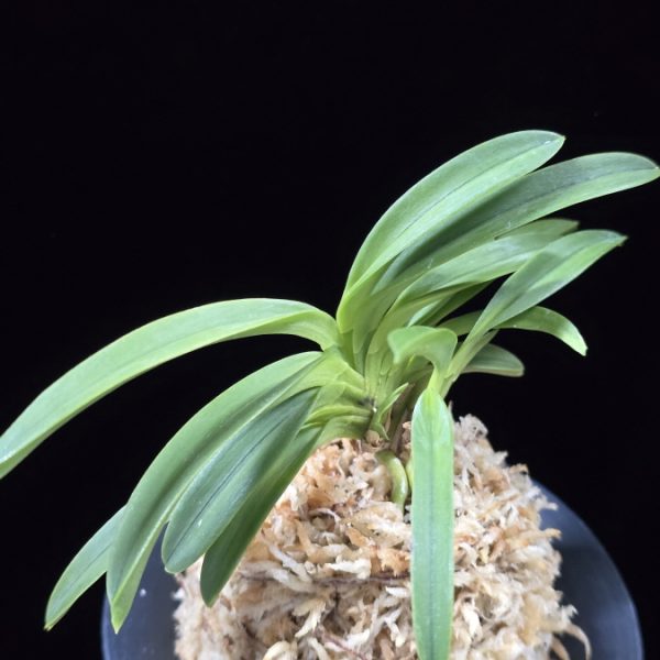 영충 鈴虫 Suzumushi