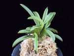영충 鈴虫 Suzumushi