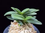두환 兜丸 Kabutomaru
