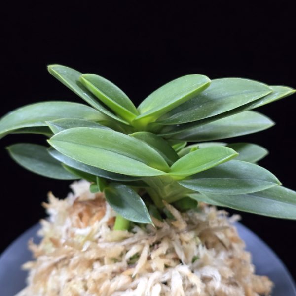 두환 兜丸 Kabutomaru