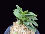 두환 兜丸 Kabutomaru