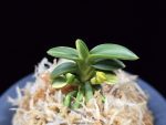 취월호 翠月湖 Chwiwolho(Seedling)