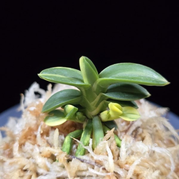 취월호 翠月湖 Chwiwolho(Seedling)