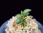 취월호 翠月湖 Chwiwolho(Seedling)