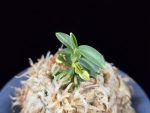 취월호 翠月湖 Chwiwolho(Seedling)