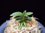 취월호 翠月湖 Chwiwolho(Seedling)