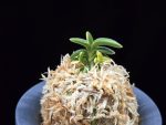 취월호 翠月湖 Chwiwolho(Seedling)