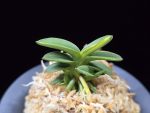 취월호 翠月湖 Chwiwolho(Seedling)