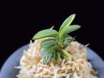 취월호 翠月湖 Chwiwolho(Seedling)