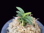 취월호 翠月湖 Chwiwolho(Seedling)
