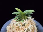취월호 翠月湖 Chwiwolho(Seedling)
