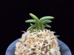 취월호 翠月湖 Chwiwolho(Seedling)