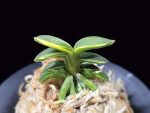 취월호 翠月湖 Chwiwolho(Seedling)