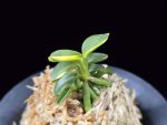 취월호 翠月湖 Chwiwolho(Seedling)