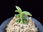 취월호 翠月湖 Chwiwolho(Seedling)