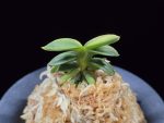 취월호 翠月湖 Chwiwolho(Seedling)