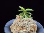 취월호 翠月湖 Chwiwolho(Seedling)
