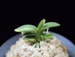 취월호 翠月湖 Chwiwolho(Seedling)