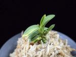 취월호 翠月湖 Chwiwolho(Seedling)