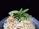 취월호 翠月湖 Chwiwolho(Seedling)