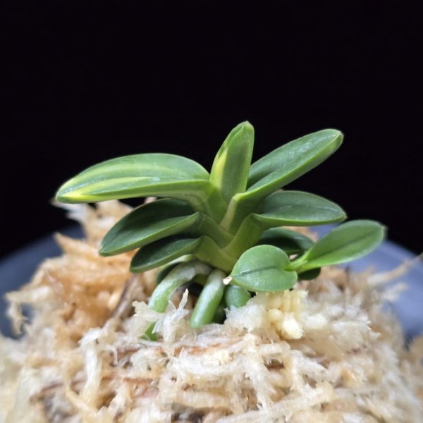 취월호 翠月湖 Chwiwolho(Seedling)