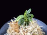 취월호 翠月湖 Chwiwolho(Seedling)