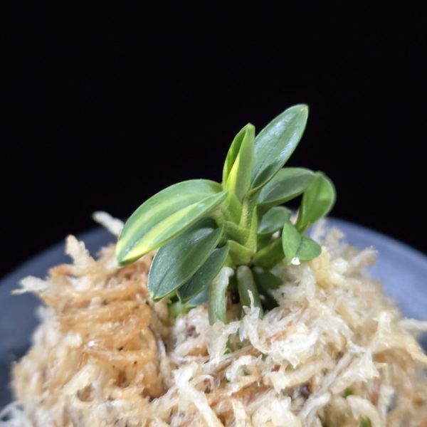 취월호 翠月湖 Chwiwolho(Seedling)