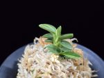 취월호 翠月湖 Chwiwolho(Seedling)