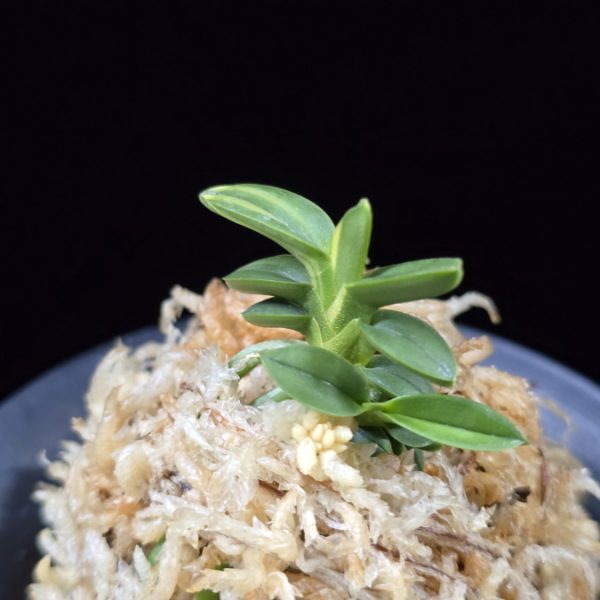 취월호 翠月湖 Chwiwolho(Seedling)