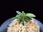 취월호 翠月湖 Chwiwolho(Seedling)