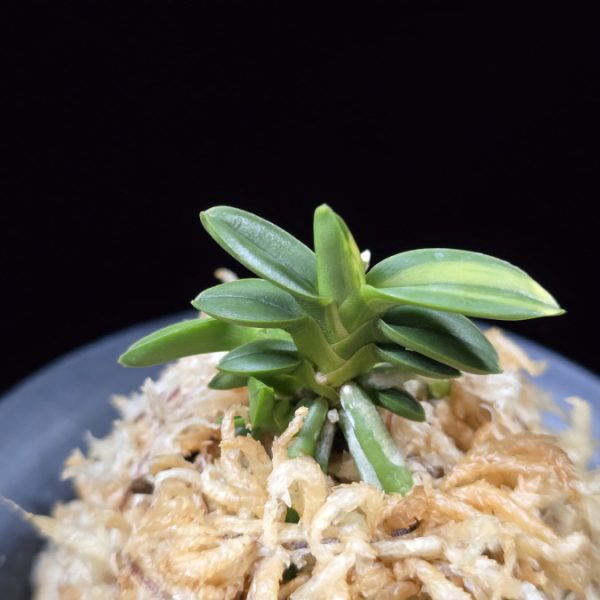 취월호 翠月湖 Chwiwolho(Seedling)